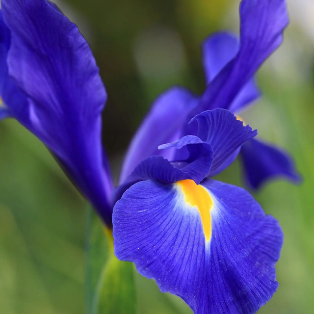 Iris de Hollande ‘Professor Blaauw’ – Iris x hollandica