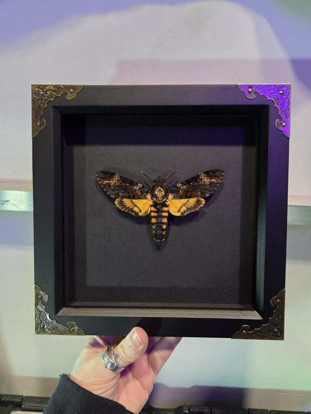 Deaths Head Hawk Moth 