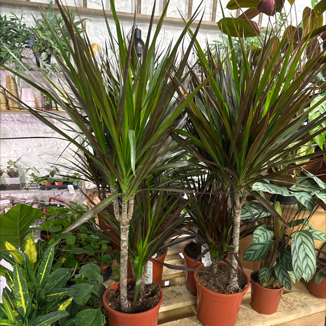 Dracaena (Palmier intérieur) 