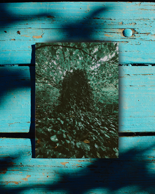 Lost in the Foliage