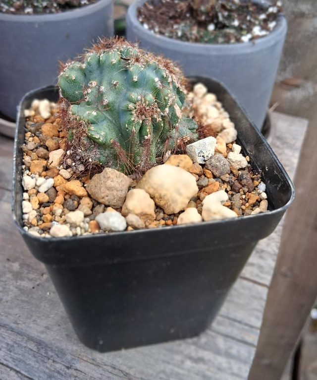 D179 .Cereus peruvianus monstrose 'Petra'