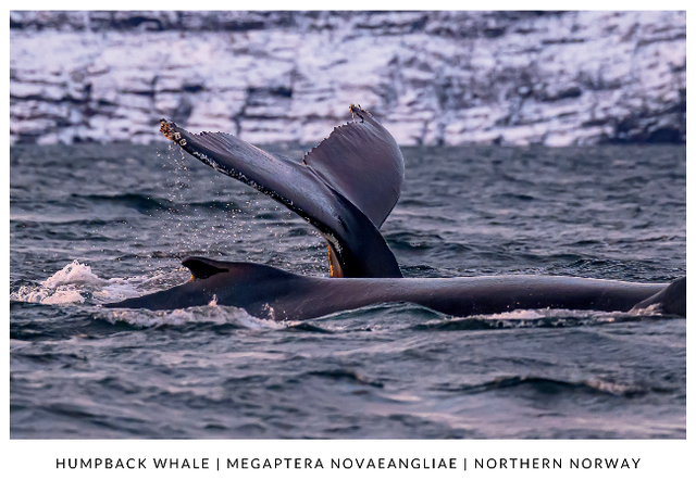 Postcard : Humpback whales diving