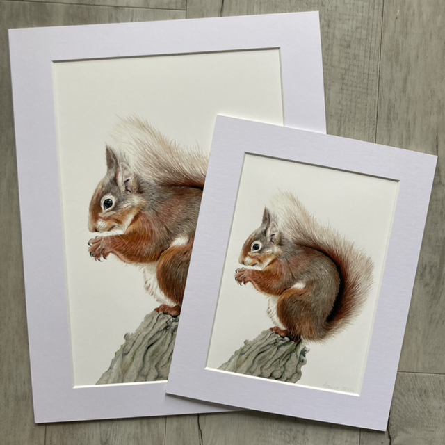 Red Squirrel Fine Art Print