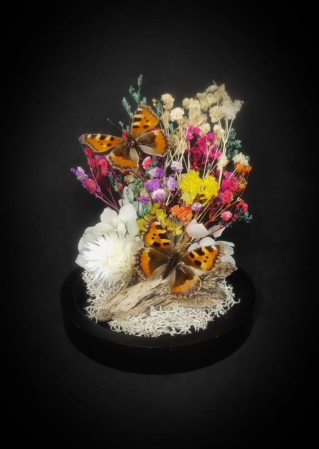 Diorama Duo de petits papillons "Aglais urticae" 