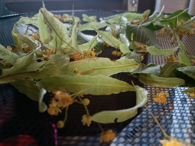 Récoltes et tisanes 16/06/2026