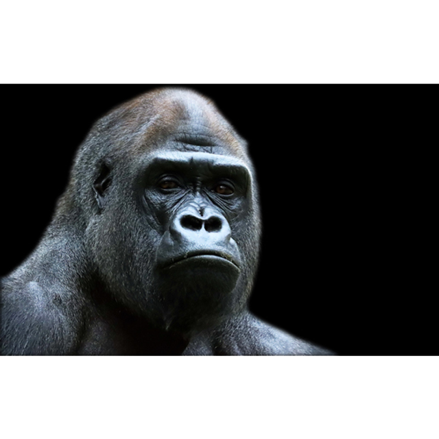 Gorille pensif (Couleur) - ref: 4546