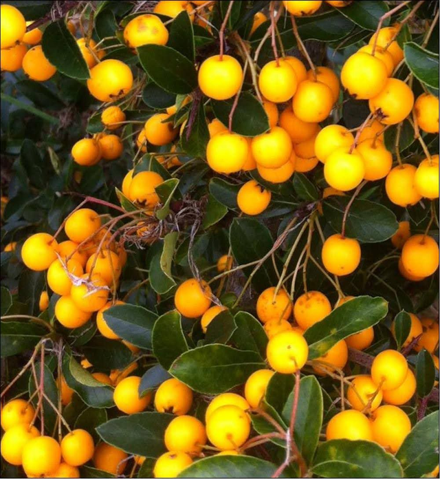 Pyracantha - 1lt pot