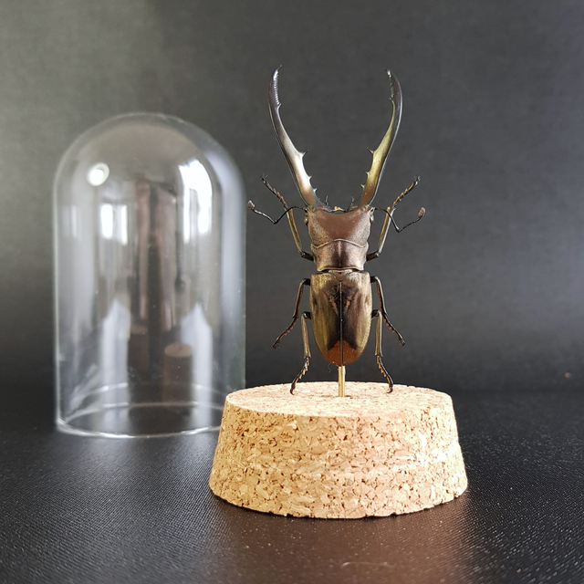 Cyclommatus metallifer (mâle)