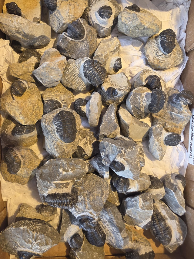 Bargain Trilobites