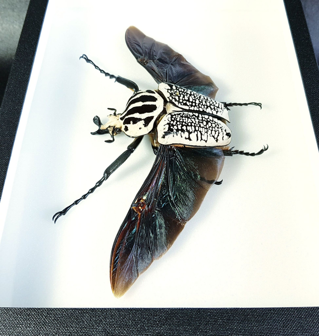 Goliathus goliathus meleagris (mâle)