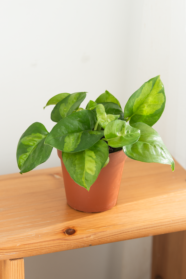 Epipremnum Global Green 🌿