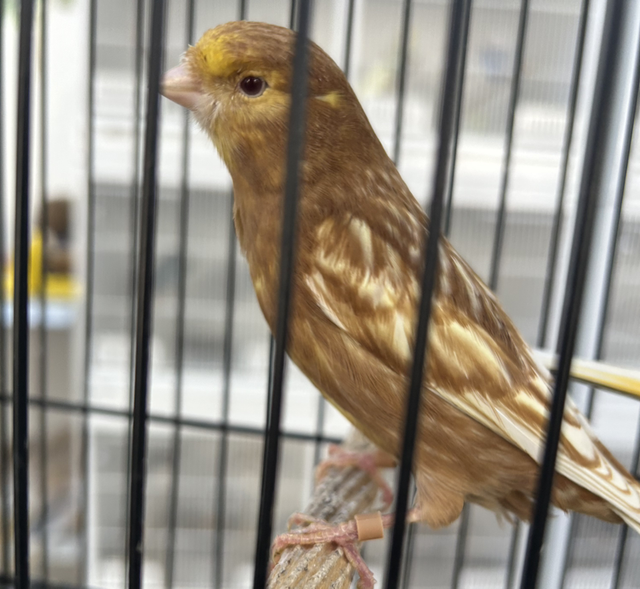 Fayo Canaries, Single 