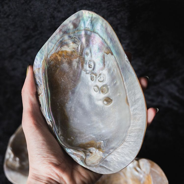 Mother of Pearl Shell M3