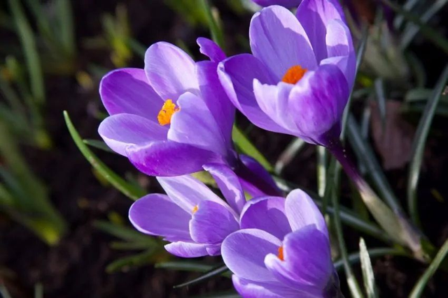 Crocus Remembrance – Grandes fleurs violettes