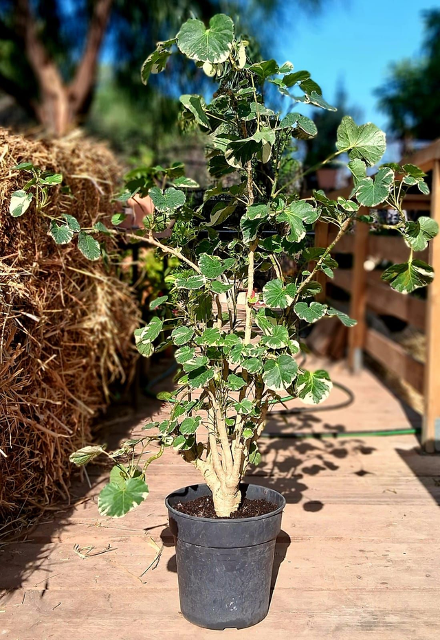 B55 . Polyscias balfouriana butterfly