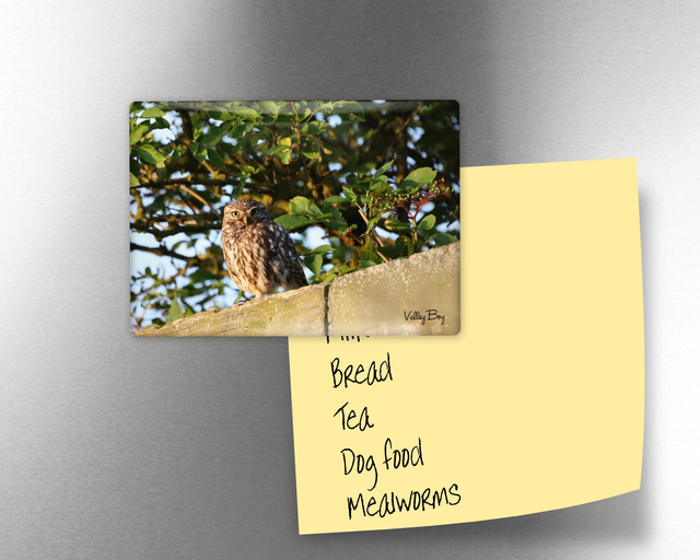 "Little Owl" Fridge Magnet  