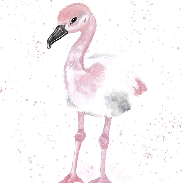 Flamingo baby 