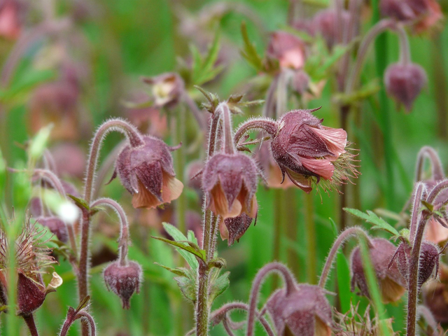 Geum rivale 1L