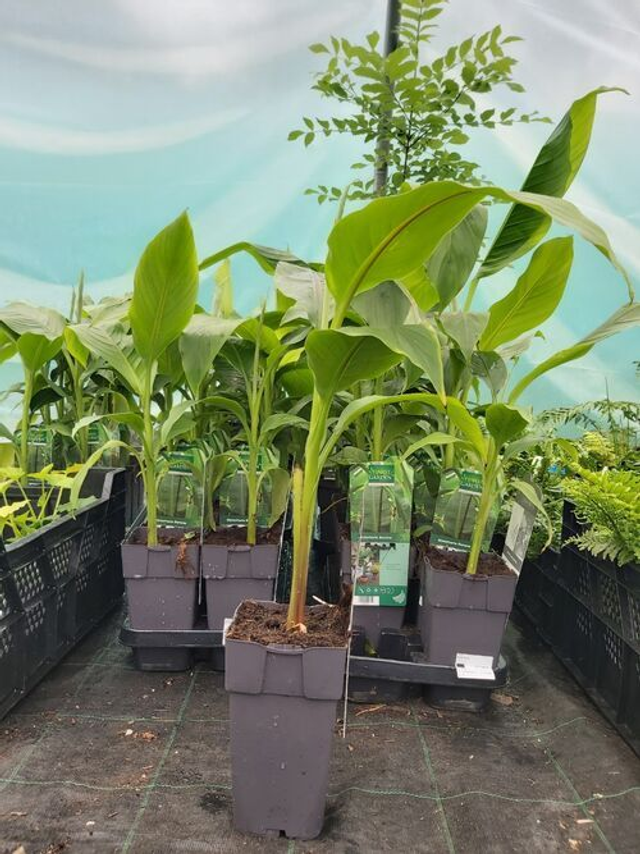 Musa basjoo - Hardy Banana 2 litre pot 