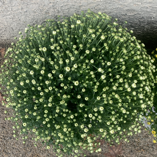 Chrysanthème blanc