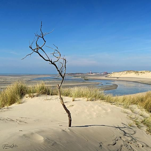 Arbre sur dune, sur fond de baie d'Authie