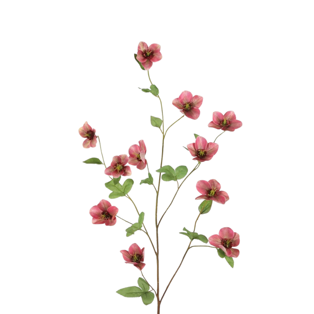 Helleboris Roze 113 cm