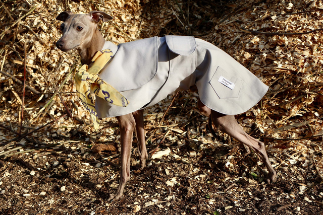PAP Ivory Gabardine Yoke Trench Coat
