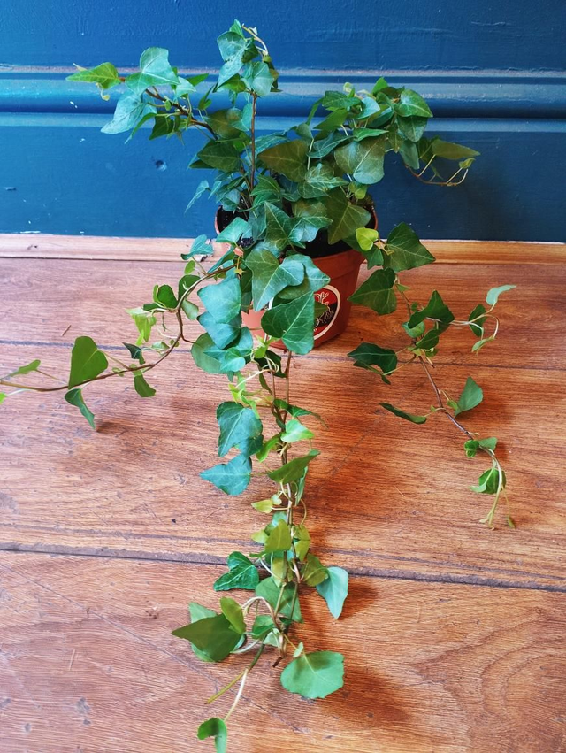 Hedera Anna, English ivy in 13cm pot 