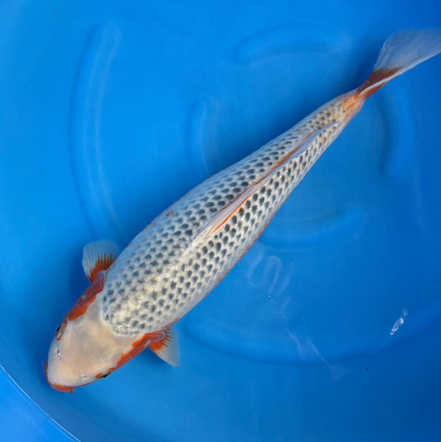 Yagenji Koi Farm - Asagi - Circa 50cm- Nisai 