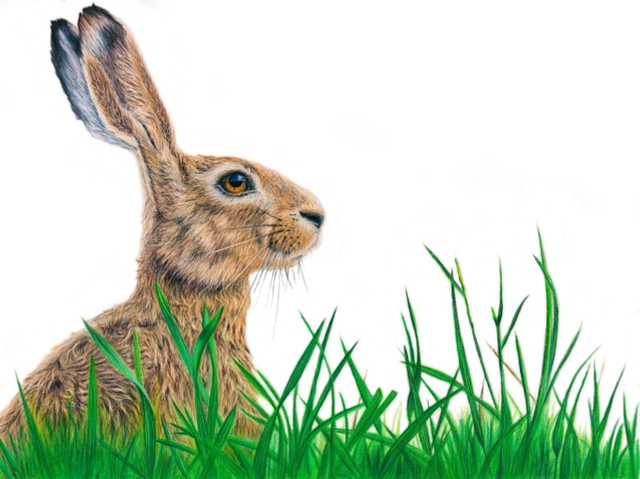 ‘In the long grass’ - print (framed)