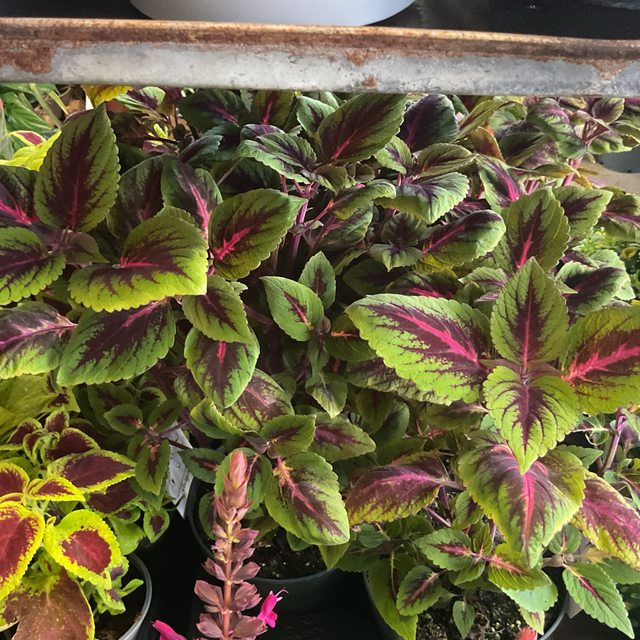 Coleus xxl 
