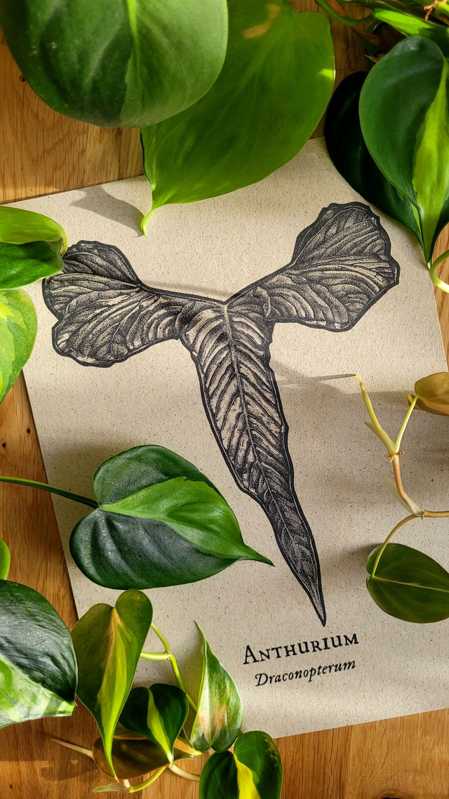 Anthurium Draconopterum