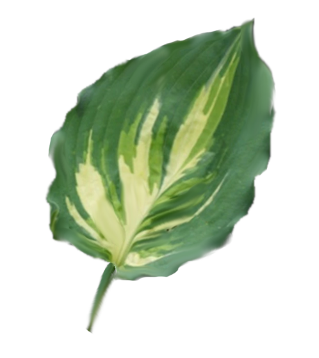 Hosta &#039;Lakeside Paisley Print&#039;