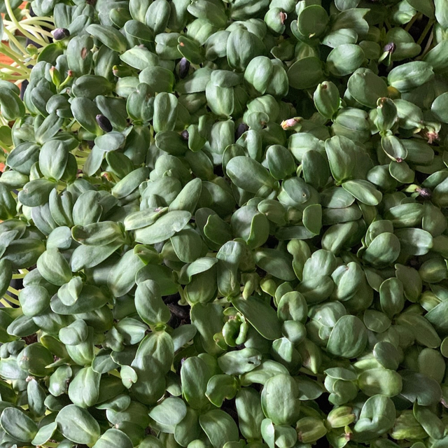Sunflower Microgreens