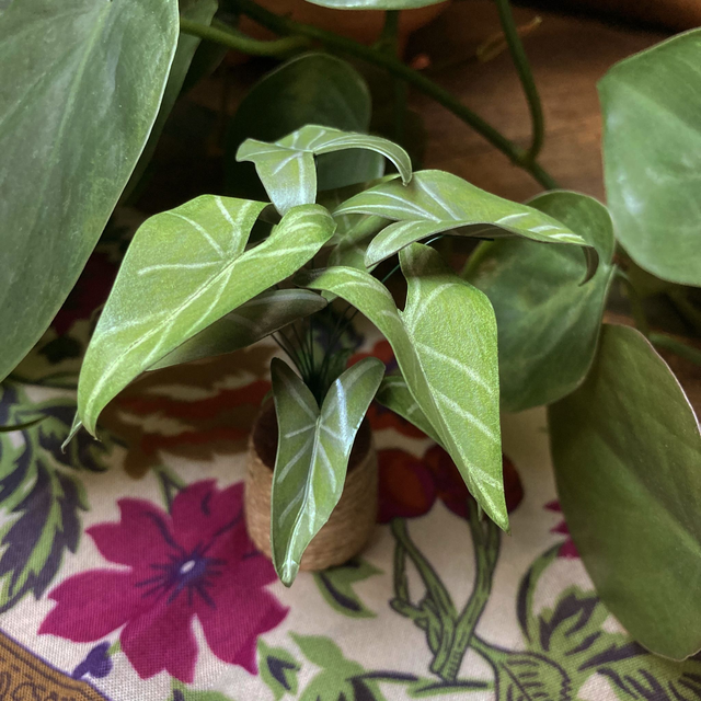 Alocasia &#039;Frydek&#039;