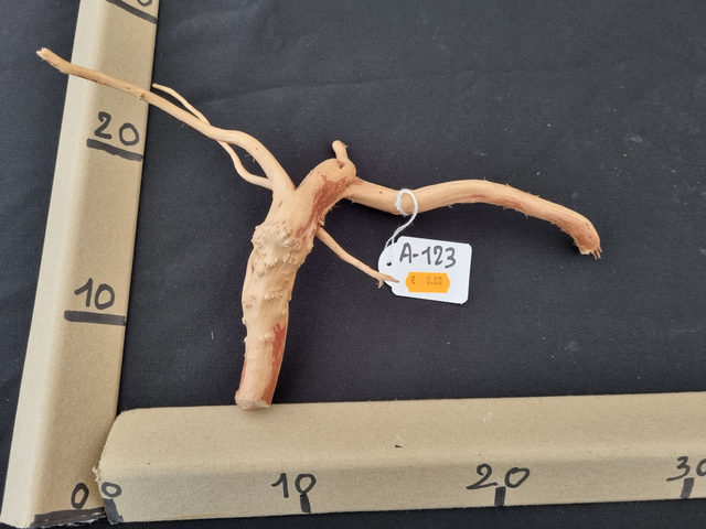 Racine araignée A-123