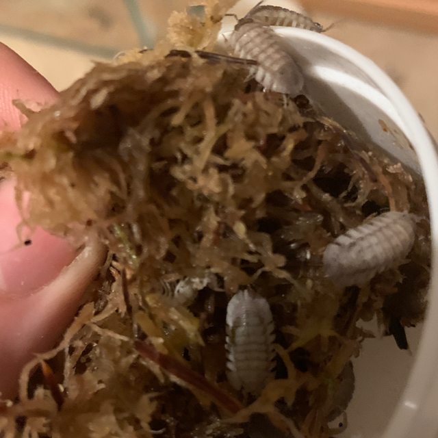 Mini speckled isopods