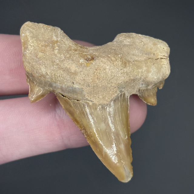 Otodus Tooth