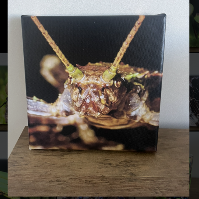 8” x 8” canvas - stick insect head