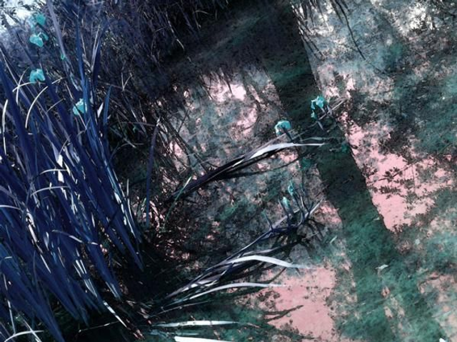 Papier peint Digimura laize 100 cm 