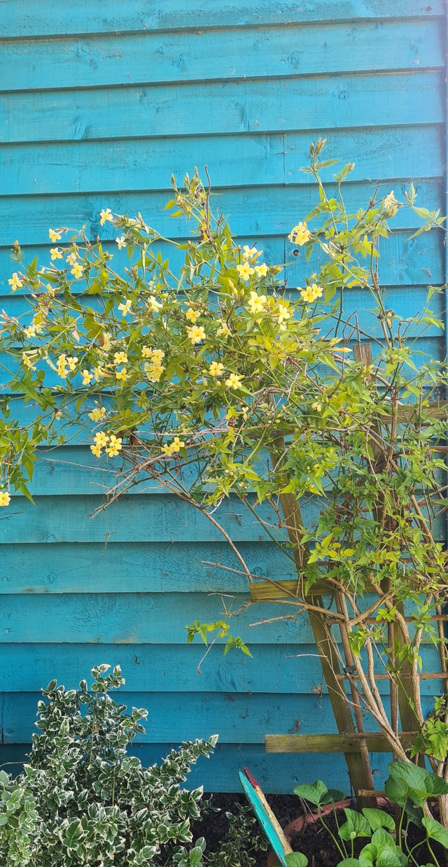 Jasminum officinale - Cream flower - 1ltr pot