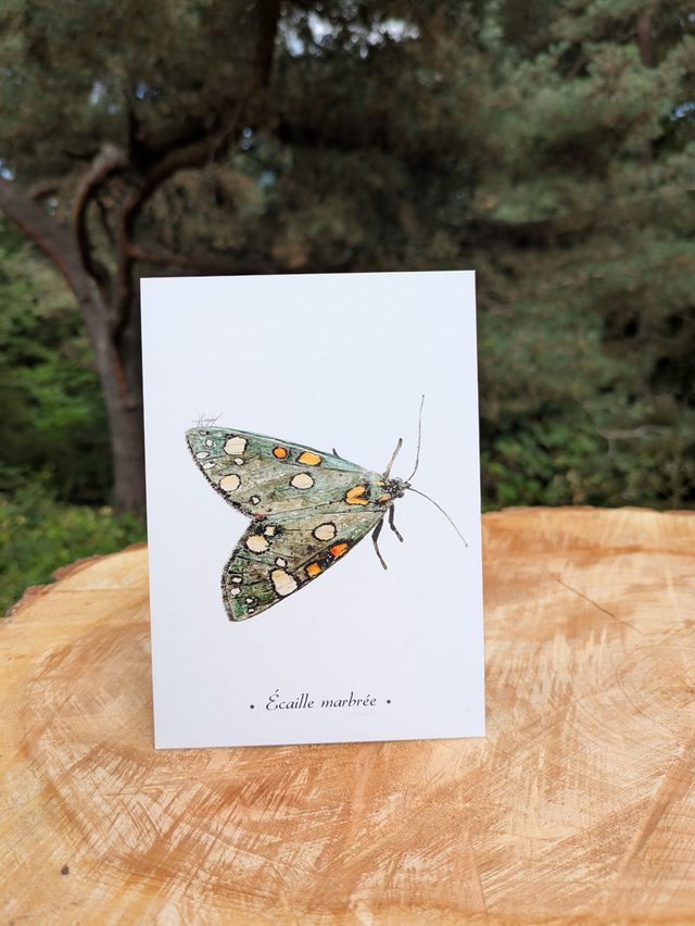 Carte postale Ecaille marbrée