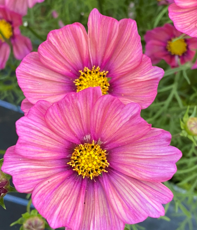 Cosmos Xsenia