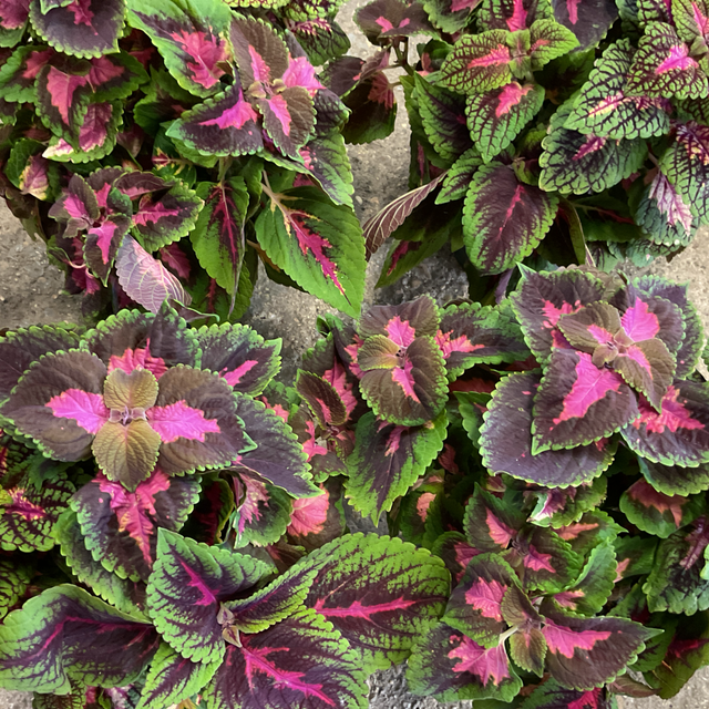 Coleus grand
