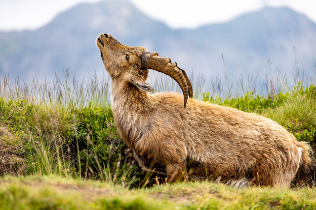 Roaring Ibex Swiss Alps 70x100cm (P016)