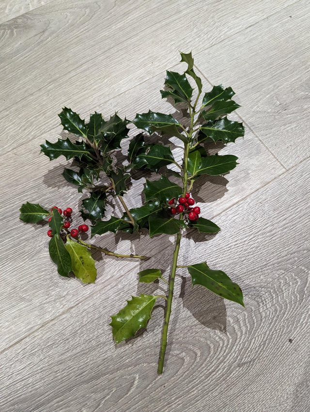 Fresh Holly and Berries Sprigs