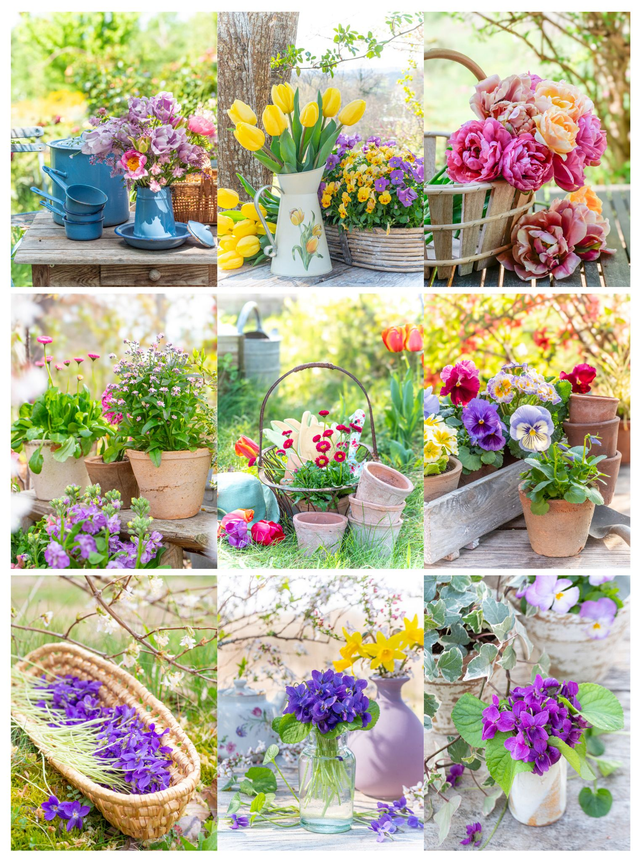 9 cartes collection printemps 2026 (collection complète)