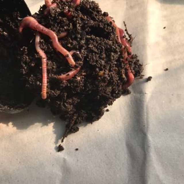 Lombrichi Serpens