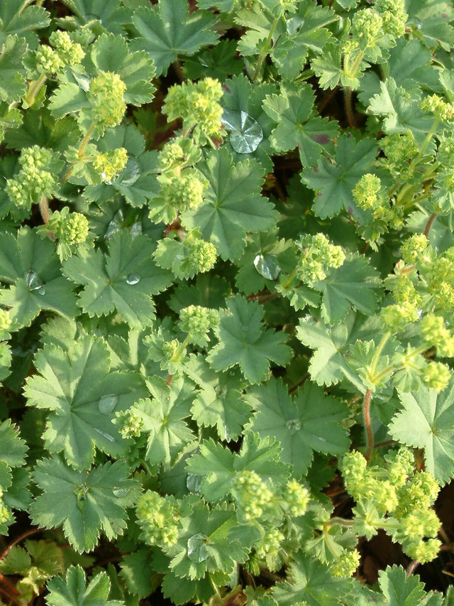 Alchemilla erythropoda 1L