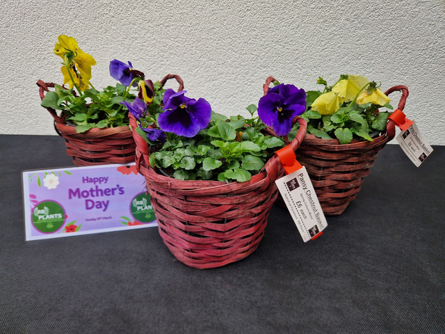 MOTHERS DAY GIFT - Outdoor Pansy Basket Spring Colours